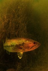 freshwater bass
d70+10.5 and filter by Gregory Grant 